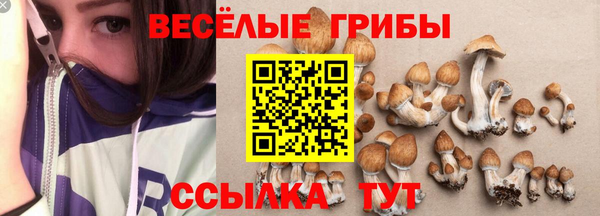 Галлюциногенные грибы MAGIC MUSHROOMS  Вход с VPN  Подольск 